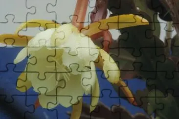 Flor de la Pitaya jigsaw puzzle
