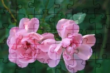 rosier buisson jigsaw puzzle