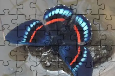 Mariposa 2