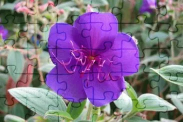 tibouchina jigsaw puzzle