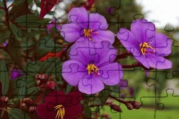 tibouchina jigsaw puzzle