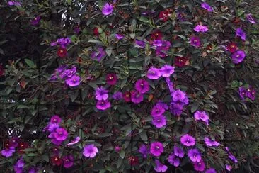 tibouchina jigsaw puzzle