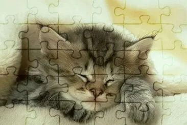 Gatito Durmiendo jigsaw puzzle