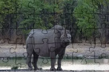 Rinoceronte Negro jigsaw puzzle