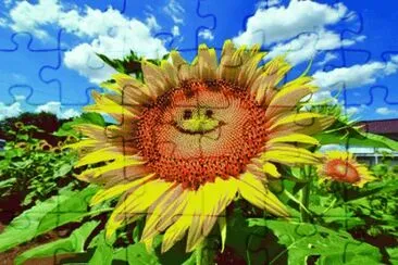 girasol jigsaw puzzle