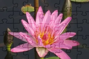 515 jigsaw puzzle