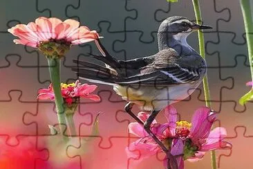 פאזל של sees