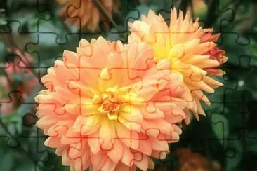 dalias jigsaw puzzle