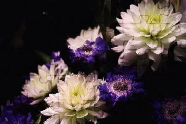 flores jigsaw puzzle