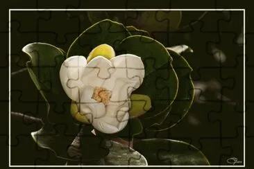 flor de Ã©bano jigsaw puzzle