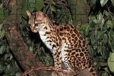 פאזל של gato montÃ©s