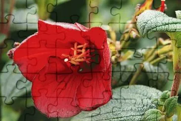 tibouchina jigsaw puzzle