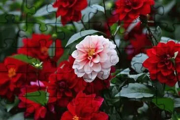 flores jigsaw puzzle