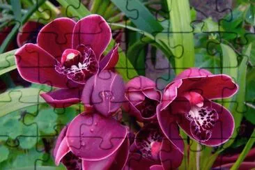 flores
