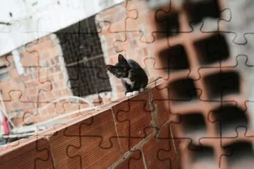 Gatito temeroso jigsaw puzzle