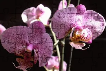 Orquidea