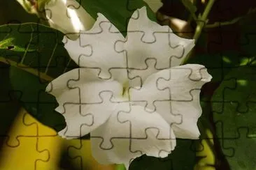 thunbergia