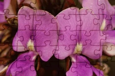 fabaceae