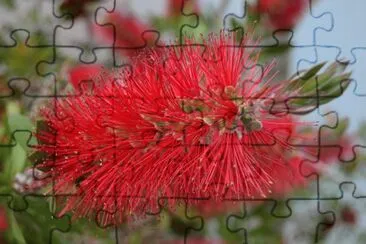 Flor jigsaw puzzle