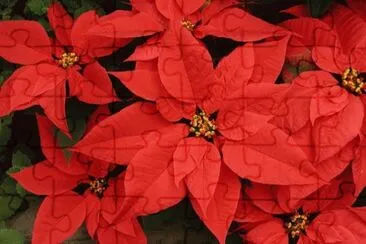 Ã©toile de NoÃ«l jigsaw puzzle