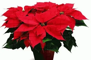 Ã©toile de NoÃ«l