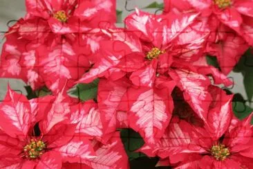 Ã©toile de NoÃ«l jigsaw puzzle