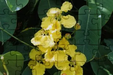 stigmaphyllon jigsaw puzzle