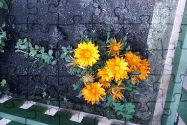 fiori di carta