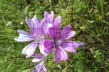 lilla jigsaw puzzle