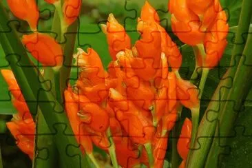 stromanthe