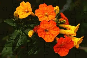 streptosolen