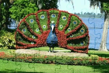 pavÃ£o