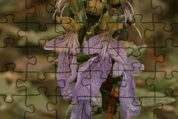 teucrium