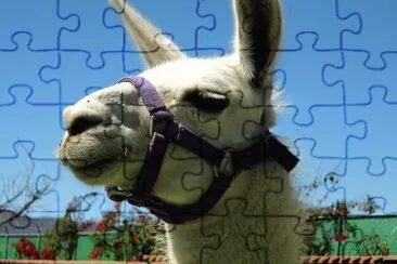 ola que hace jigsaw puzzle