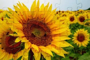 son muy bonitos  girasoles