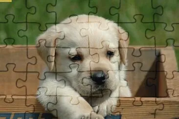 es un perro bien tierno