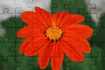 tithonia