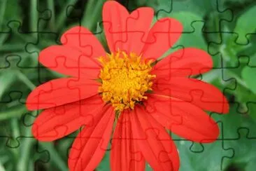 tithonia jigsaw puzzle