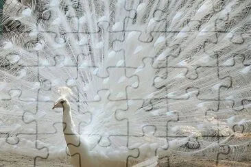 פאזל של Pavo real blanco