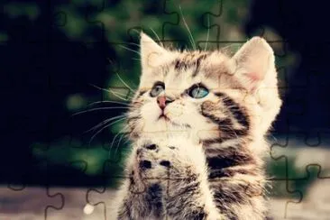es un gato muy tierno