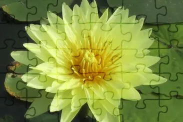 515