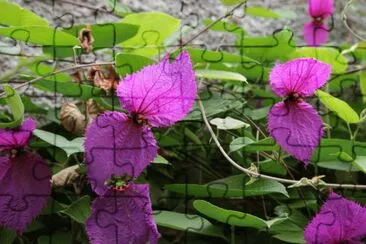 dalechampia