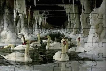 cisnes no lago de gelo jigsaw puzzle
