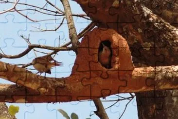 joÃ£o de barro jigsaw puzzle