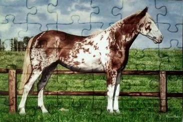 cavalo jigsaw puzzle