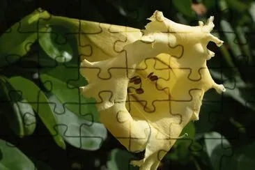 solandra