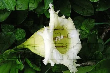 solandra
