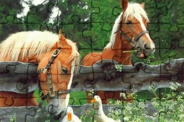 cavalos jigsaw puzzle