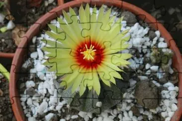 ASTROPYTHUM