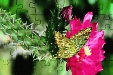 MARIPOSA POSADA EN UN CACTUS